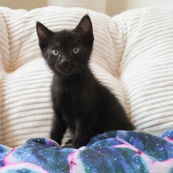 Vegas -  Domestic Short Hair Cat Available for Adoption in Elk Grove, California - Vegas | PetCurious
