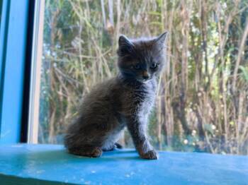 Rescue Domestic Short Hair Cats for Adoption in Palo Alto, California - MORTICIA | PetCurious