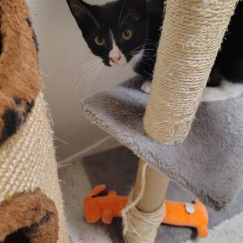Blossom -  Domestic Short Hair Cat for Adoption in Elmwood Park, New Jersey - Blossom | PetCurious