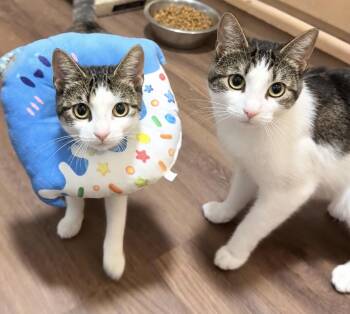 Roku and Hulu -  American Shorthair Cat for Adoption in Philadelphia, Pennsylvania - Roku And Hulu | PetCurious