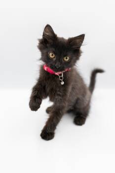 Domestic Medium Hair Cats Available for Adoption - Nina Simone | PetCurious
