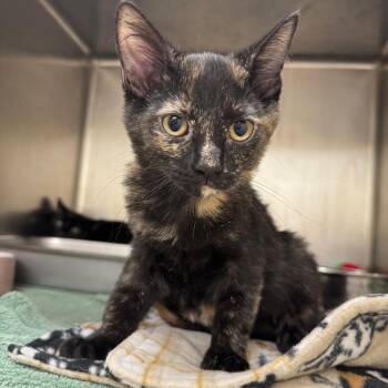 Doritos -  Domestic Short Hair Cat for Adoption in Pekin, Illinois - Doritos | PetCurious
