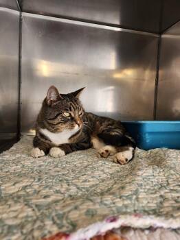 Domestic Short Hair Cats Available for Adoption - Ralphie | PetCurious