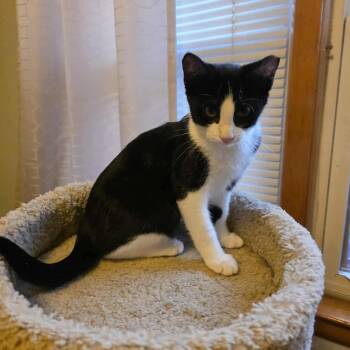 Rescue Domestic Short Hair Cats for Adoption in Chicago, Illinois - Jello | PetCurious