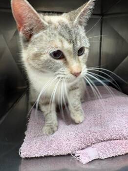 Domestic Short Hair Cats Available for Adoption - Ardie | PetCurious