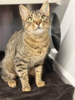 Tree -  Domestic Short Hair Cat for Adoption in Magnolia, Texas - Tree | PetCurious