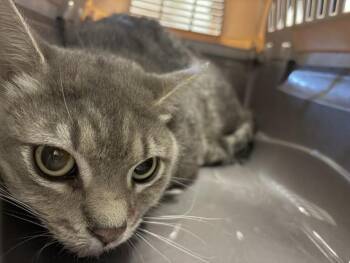LONG JOHN -  Domestic Medium Hair Cat for Adoption in Loveland, Colorado - LONG JOHN | PetCurious