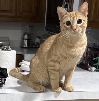 Domestic Short Hair and Tabby Cats Available for Adoption in Dallas, Texas - Sonny | PetCurious