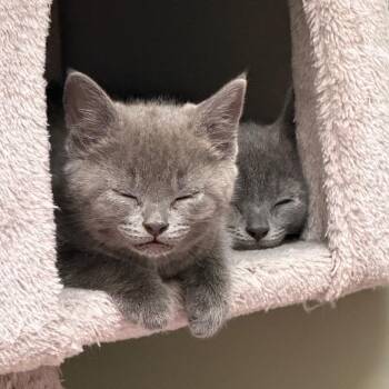 Domestic Short Hair Cats Available for Adoption in Middlebury, Vermont - Henry | PetCurious