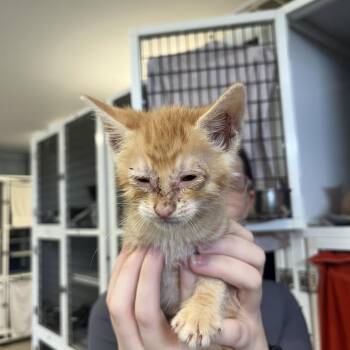 Pumba -  Domestic Short Hair Cat for Adoption in Ruckersville, Virginia - Pumba | PetCurious