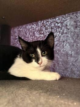 Enbarr -  Domestic Short Hair Cat for Adoption in Bowling Green, Ohio - Enbarr | PetCurious