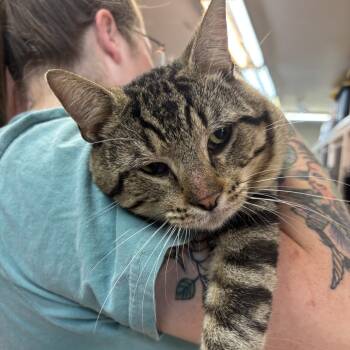 Rescue Domestic Short Hair Cats for Adoption in Madison, Wisconsin - Elleve | PetCurious