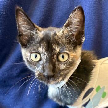 Misdemeanor -  Domestic Short Hair Cat for Adoption in Los Angeles, California - Misdemeanor | PetCurious