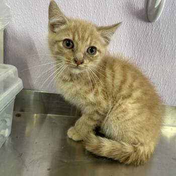 Rescue Domestic Short Hair Cats for Adoption in Grinnell, Iowa - Peck | PetCurious