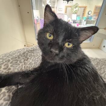 Domestic Short Hair Cats Available for Adoption in Mokena, Illinois - Chile | PetCurious