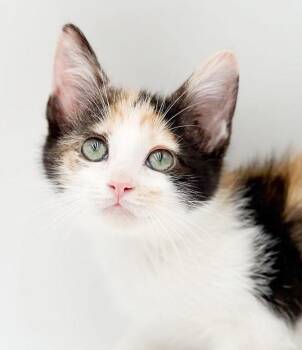 Evie is ever soft and ever snuggly -  Calico and Turkish Van Cat for Adoption in Bedford Hills, New York - Evie Is Ever Soft And Ever Snuggly | PetCurious