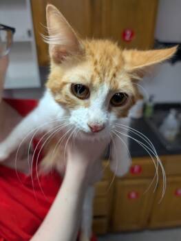Rescue Domestic Medium Hair and Domestic Short Hair Cats for Adoption in Leander, Texas - Tuesday | PetCurious