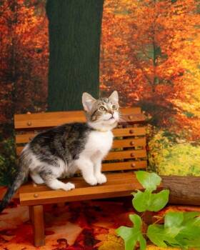 Rescue Domestic Short Hair Cats for Adoption in Lapeer, Michigan - Ladyfinger | PetCurious