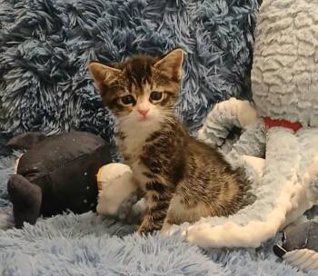 Mochi -  Tabby and Calico Cat for Adoption in Huntington Beach, California - Mochi | PetCurious