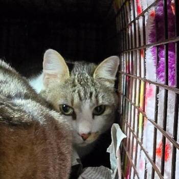 Domestic Short Hair Cats Available for Adoption - Buddy (aka Sprinkles) | PetCurious