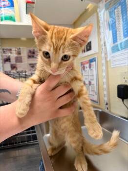 FISH -  Domestic Short Hair Cat for Adoption in Fort Myers, Florida - FISH | PetCurious