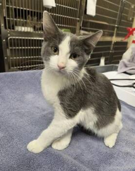 Erik -  Domestic Short Hair Cat for Adoption in Westland, Michigan - Erik | PetCurious