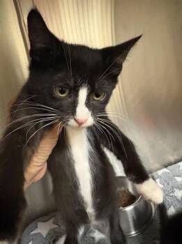 Uriel -  Domestic Short Hair Cat for Adoption in Kennewick, Washington - Uriel | PetCurious