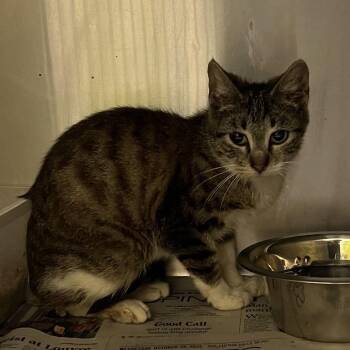 Domestic Short Hair Cats Available for Adoption in Dekalb, Illinois - Steve | PetCurious