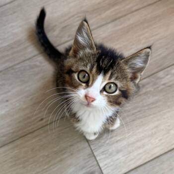 Rescue Domestic Short Hair Cats for Adoption in Rochester, Minnesota - Harmony | PetCurious