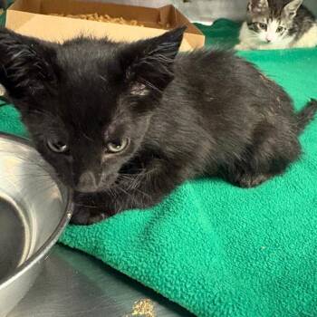 Shirley -  Domestic Short Hair Cat for Adoption in Edinburg, Texas - Shirley | PetCurious