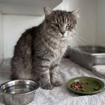 CIRCE -  Domestic Medium Hair Cat for Adoption in Methuen, Massachusetts - CIRCE | PetCurious