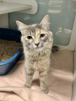 Opalite -  Domestic Medium Hair Cat for Adoption in Muskegon, Michigan - Opalite | PetCurious