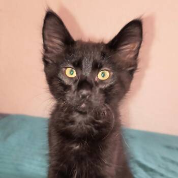 Domestic Short Hair Cats Available for Adoption in Long Beach, California - Jelly Bean | PetCurious