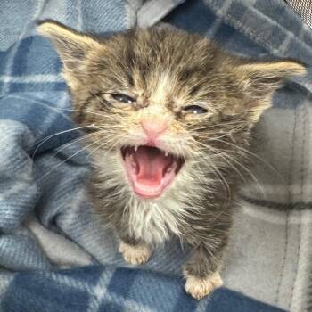 Hamster -  Domestic Short Hair Cat for Adoption in Winston-salem, North Carolina - Hamster | PetCurious