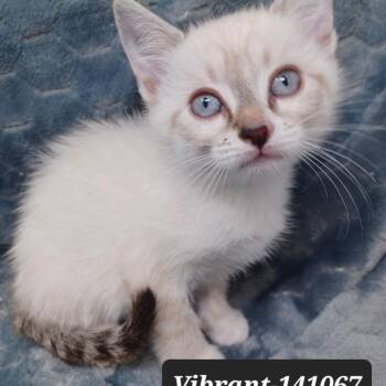 Siamese Cats Available for Adoption in New Tazewell, Tennessee - Vibrant | PetCurious