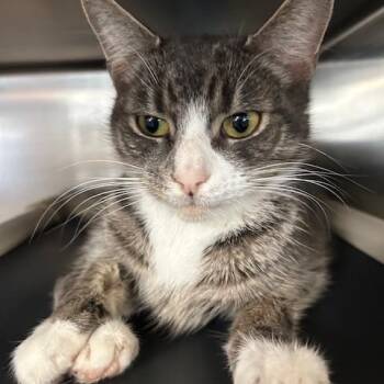 Domestic Short Hair Cats Available for Adoption - Ravioli | PetCurious
