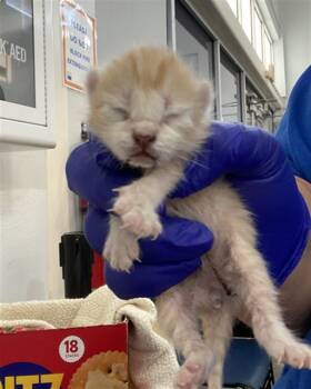 Domestic Short Hair Cats Available for Adoption in Dallas, Texas - PECAN | PetCurious
