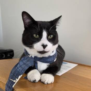 Hubert Jones -  Domestic Short Hair Cat for Adoption in Rossville, Georgia - Hubert Jones | PetCurious