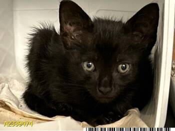 BUCKY -  Domestic Short Hair Cat for Adoption in West Palm Beach, Florida - BUCKY | PetCurious