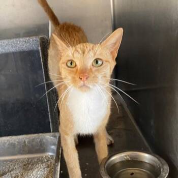 Pecan -  Domestic Short Hair Cat for Adoption in West Palm Beach, Florida - Pecan | PetCurious