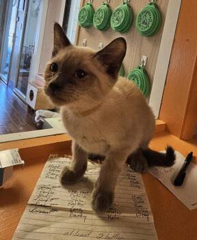 Siamese and Domestic Short Hair Cats Available for Adoption in Evergreen, Colorado - Amira | PetCurious