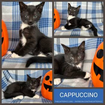 Cappuccino -  Domestic Short Hair Cat for Adoption in Corpus Christi, Texas - Cappuccino | PetCurious