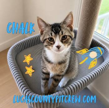 Chalk -  Tabby and American Shorthair Cat for Adoption in Toledo, Ohio - Chalk | PetCurious