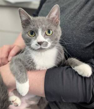 Domestic Short Hair Cats Available for Adoption in Canfield, Ohio - FLUFFY | PetCurious