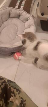 Domestic Short Hair Cats Available for Adoption - X-Ray (Ray Ray) | PetCurious