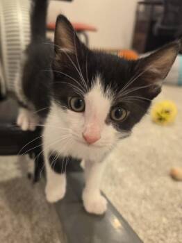 Koda         KK-4 -  Domestic Short Hair Cat for Adoption in Metamora, Illinois - Koda         KK-4 | PetCurious