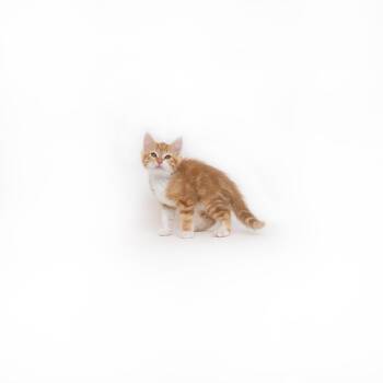 Leonard -  Domestic Short Hair Cat for Adoption in Los Angeles, California - Leonard | PetCurious