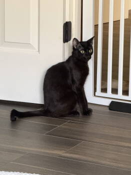 Rescue Domestic Short Hair and Siamese Cats for Adoption in Napa, California - Rolo ( BB) | PetCurious