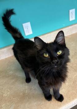 Domestic Medium Hair Cats Available for Adoption in Brookings, South Dakota - Lucille FurrBall | PetCurious