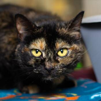 Rescue Domestic Short Hair Cats for Adoption in Evansville, Indiana - Kameo | PetCurious